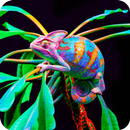 🦎 Chameleon Wallpaper 🦎 APK