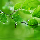 Fresh Green Nature Wallpaper APK
