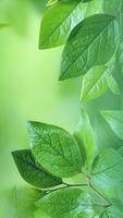 Fresh Green Nature Wallpaper bài đăng