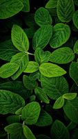Fresh Green Nature Wallpaper ảnh chụp màn hình 1