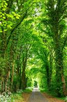 Fresh Green Nature Wallpaper ảnh chụp màn hình 2