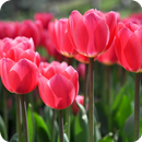 Tulip Wallpaper HD APK