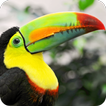 Amazing Toucan Wallpaper