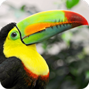 Amazing Toucan Wallpaper-APK