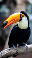 Amazing Toucan Wallpaper screenshot 1