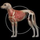 Dog Anatomy: Canine 3D ícone