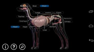 Dog Anatomy: Canine 3D plakat