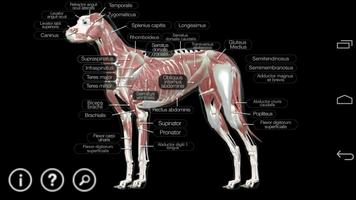 Dog Anatomy: Canine 3D Ekran Görüntüsü 1