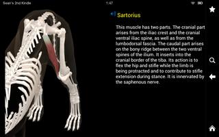 Dog Anatomy: Canine 3D screenshot 3