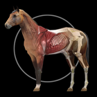 Horse Anatomy: Equine 3D आइकन