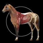 Icona Horse Anatomy: Equine 3D