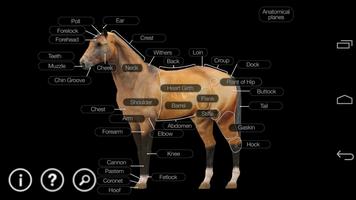 Horse Anatomy: Equine 3D-poster