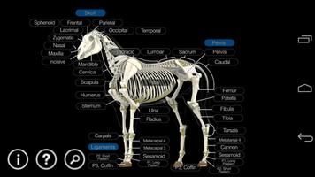 Horse Anatomy: Equine 3D captura de pantalla 1