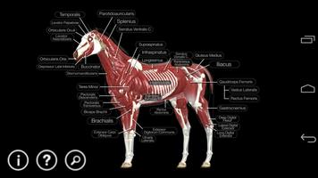 Horse Anatomy: Equine 3D capture d'écran 2