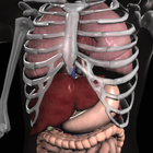 Anatomy 3D: Organs simgesi