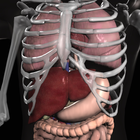 Anatomy 3D: Organs أيقونة