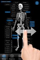 Skeletal Anatomy 3D Poster