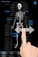 Skeletal Anatomy 3D poster