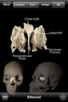 Skeletal Anatomy 3D ภาพหน้าจอ 2