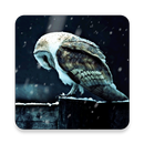 Грустная Сова HD Живые обои APK
