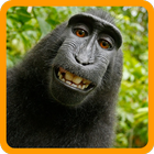 Guess The Animal: Animal Quiz أيقونة