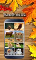 Real Animal Sounds – Loud Animals Noise Effects Screenshot 1