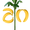 Zinash Bananas : Ethiopia