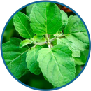 ঔষধি গাছ ও গুণাগুণ-APK