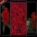 Red Rose Wallpapers 2020 (4K BackGround) APK