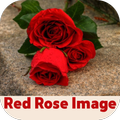 red rose image