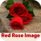 red rose image simgesi