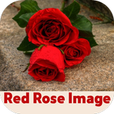 red rose image 아이콘