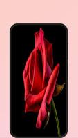red rose image Ekran Görüntüsü 2