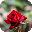 red rose pic