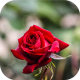 red rose pic آئیکن