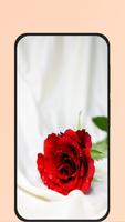 پوستر red rose pic