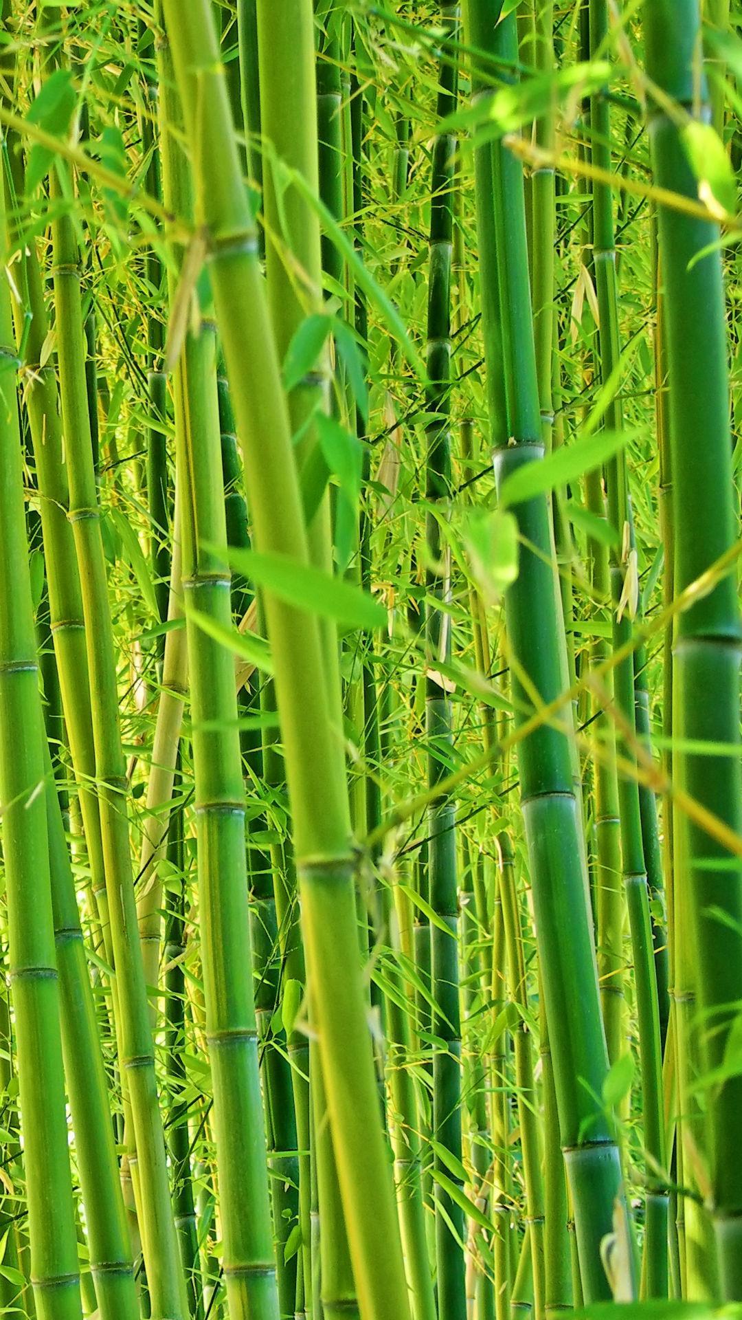 Natural compilation. Цвет зеленый бамбук. Бамбуковая роща вектор. Бамбуковые волокна пищевые. Бамбук Фортуна.