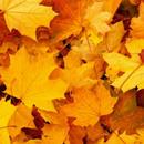Autumn Wallpapers APK