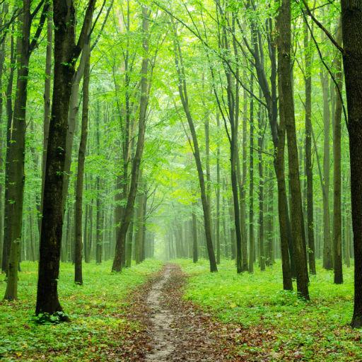 Bosques. Fondos de bosques