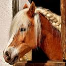 Horse wallpapers APK