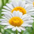 Spring wallpapers