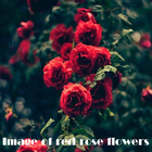 Red rose flowers 2020 icono