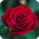 Red Rose Wallpaper APK