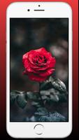 Red Rose Flower Wallpaper HD Affiche