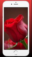 Red Rose Flower Wallpaper HD capture d'écran 1