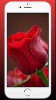 Red Rose Wallpaper - Flowers Wallpaper HD imagem de tela 1