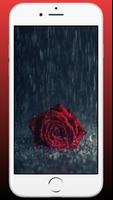 Red Rose Wallpaper - Flowers Wallpaper HD imagem de tela 2