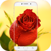 Red Rose Wallpaper