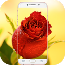 Red Rose Wallpaper APK