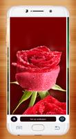 3 Schermata Red Rose Wallpaper